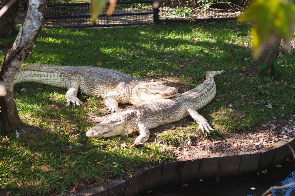 DisneyGators-08623.jpg