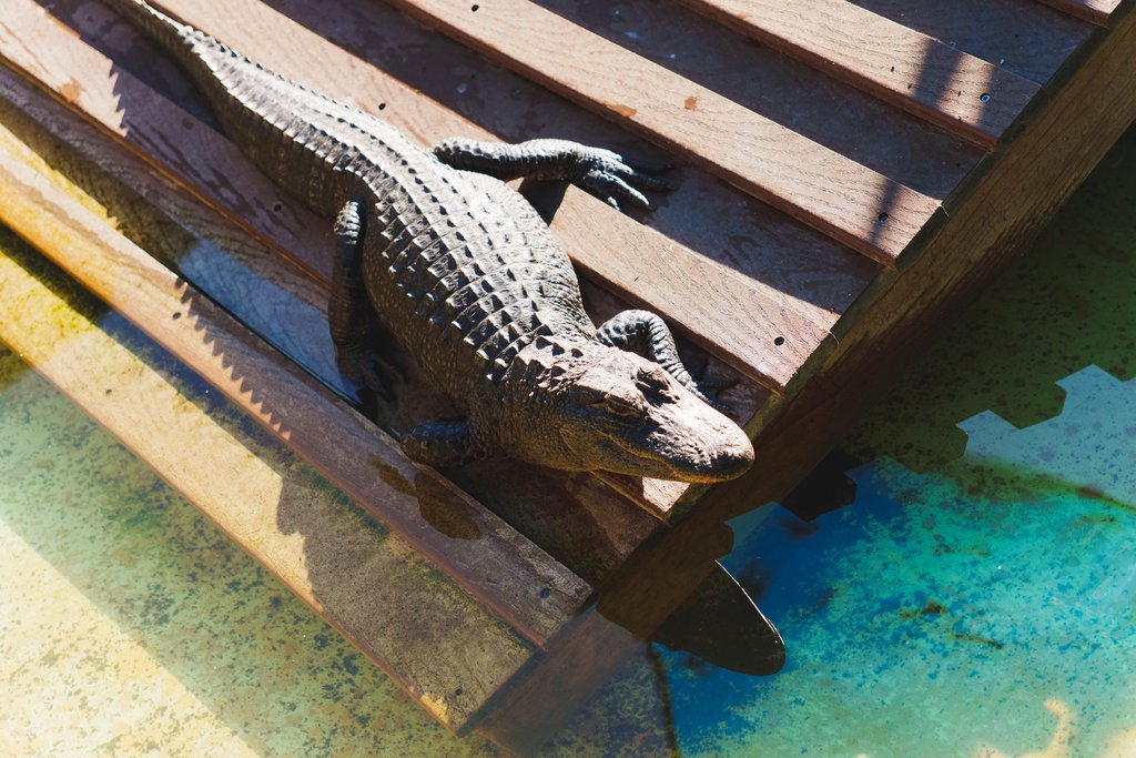 DisneyGators-08374.jpg